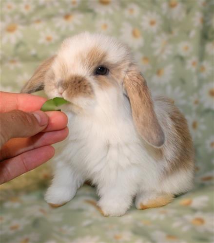 Michibo Rabbit minilopwonderland.com
