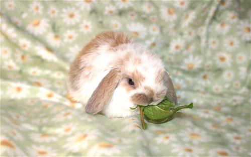 minilopwonderland.com