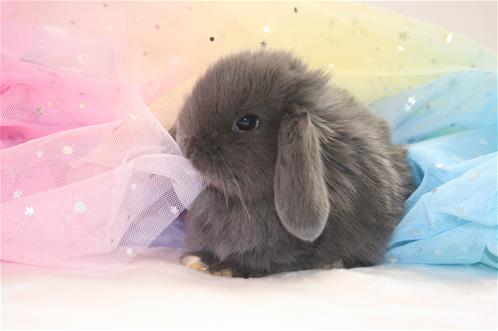 minilopwonderland.com