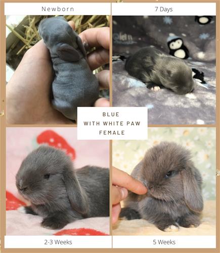 Minlock Rabbit minilopwonderland.com
