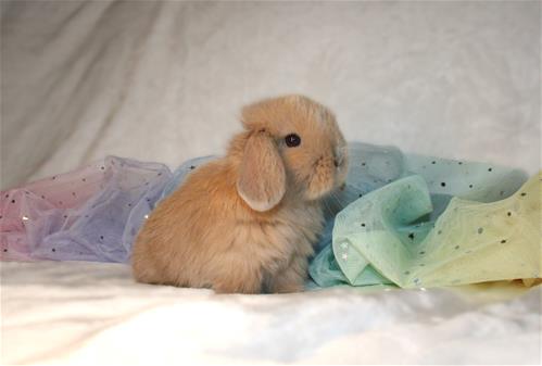 minilopwonderland.com