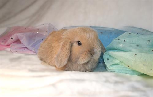 minilopwonderland.com