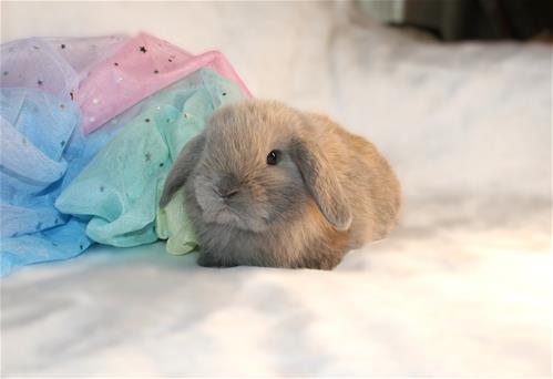 Tolar Rabbits minilopwonderland.com