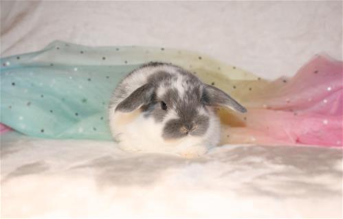 minilopwonderland.com