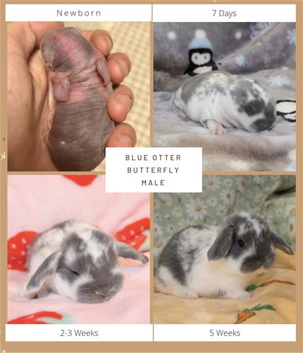 Minlock Rabbit minilopwonderland.com