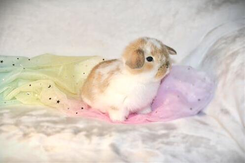 Miniature Jointed Rabbit minilopwonderland.com