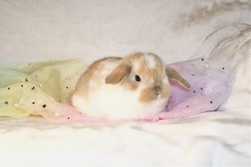 minilopwonderland.com