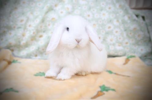 minilopwonderland.com