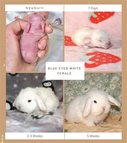 Minlock Rabbit minilopwonderland.com
