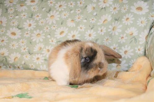 Miniature Jointed Rabbit minilopwonderland.com
