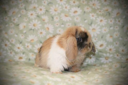 minilopwonderland.com