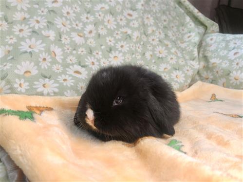 Lindol Rabbits minilopwonderland.com