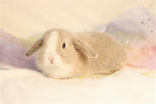 minilopwonderland.com