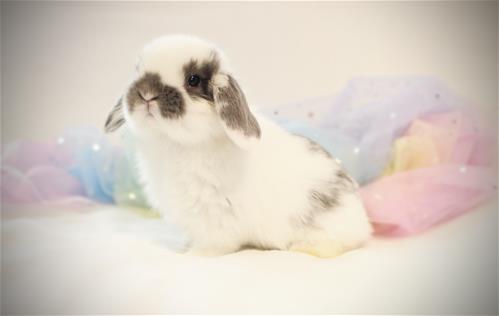 minilopwonderland.com