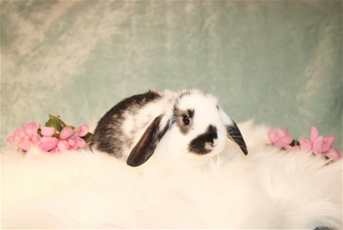 minilopwonderland.com