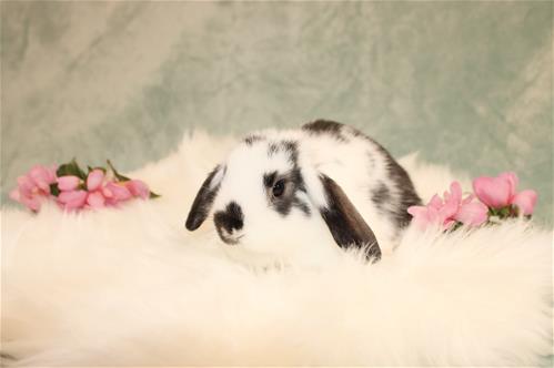 minilopwonderland.com