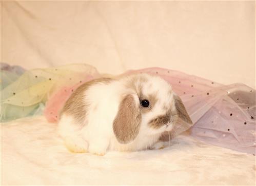 minilopwonderland.com