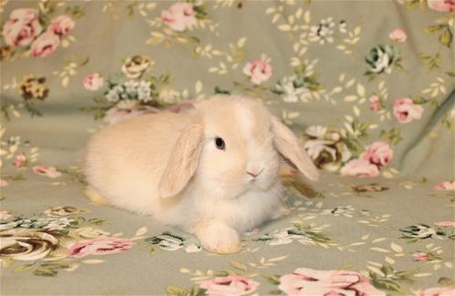 minilopwonderland.com