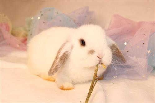 minilopwonderland.com
