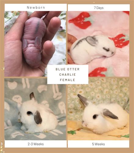 Minlock Rabbit minilopwonderland.com
