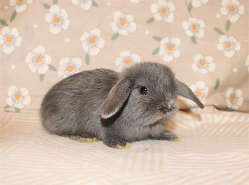minilopwonderland.com