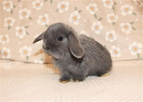 minilopwonderland.com