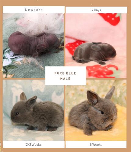 Lindol Rabbits minilopwonderland.com