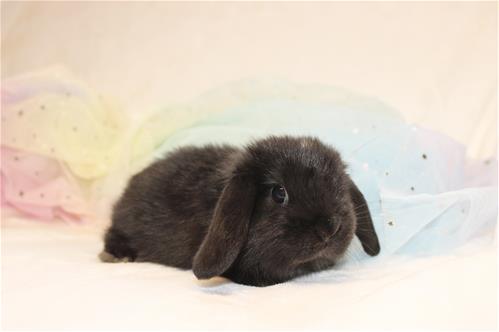 minilopwonderland.com