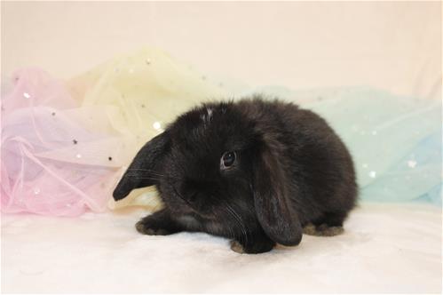 minilopwonderland.com