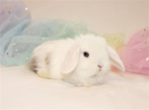 minilopwonderland.com