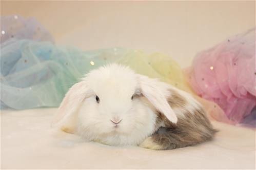 minilopwonderland.com
