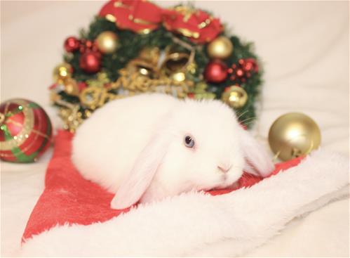 Lindol Rabbits minilopwonderland.com
