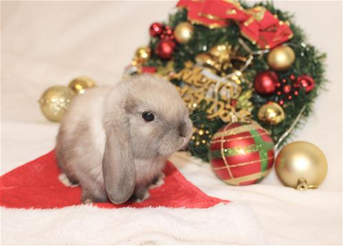 Lindol Rabbits minilopwonderland.com