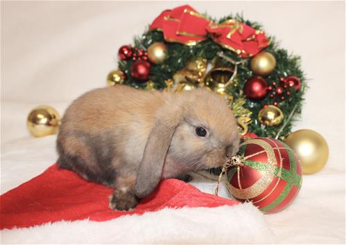 minilopwonderland.com