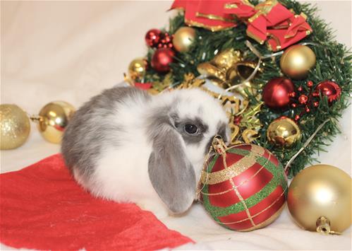 minilopwonderland.com