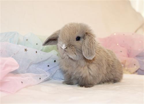 Lindol Rabbits minilopwonderland.com