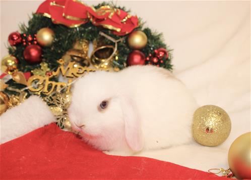Lindol Rabbits minilopwonderland.com