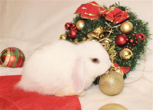 Minlock Rabbit minilopwonderland.com