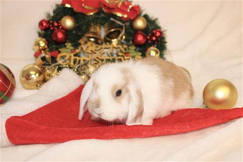 minilopwonderland.com