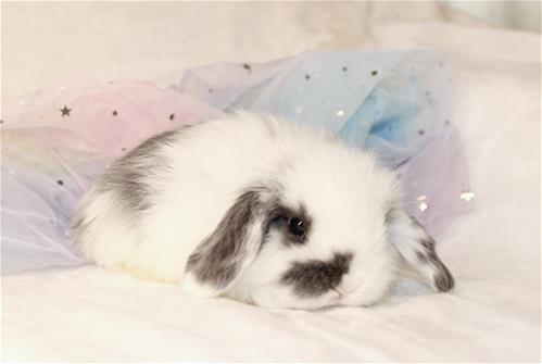 minilopwonderland.com