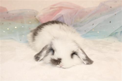 minilopwonderland.com