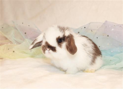 minilopwonderland.com
