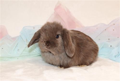 minilopwonderland.com