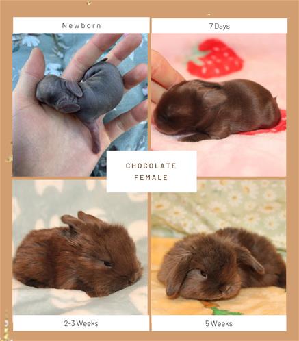 minilopwonderland.com