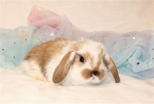 minilopwonderland.com