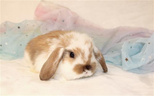 Mini Papillian Rabbit minilopwonderland.com