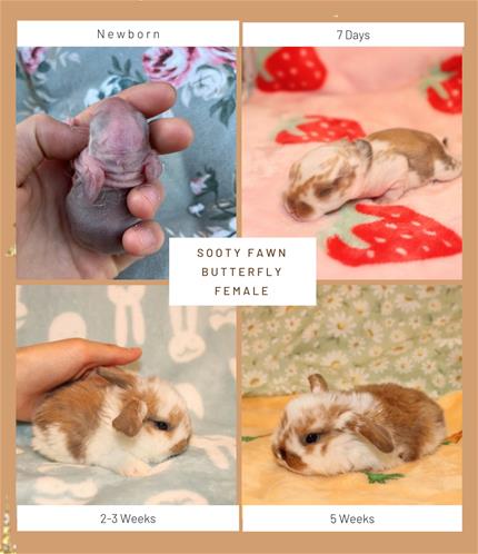 minilopwonderland.com