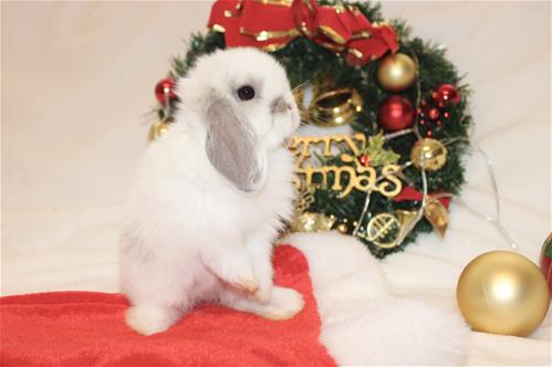 Charlie Color Rabbit minilopwonderland.com