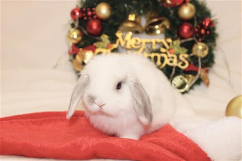 Lindol Rabbits minilopwonderland.com