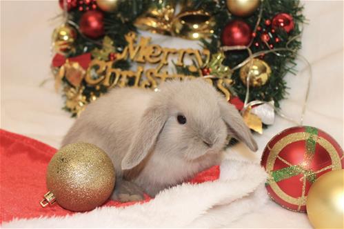 Minlock Rabbit minilopwonderland.com